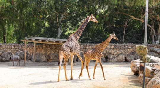 parc zoologique lyon